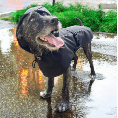 Piloto / Capa de Lluvia Con Abrigo