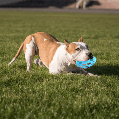 Pelota de Rugby perforada Con sonido y Rellenable