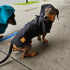 Piloto / Capa de Lluvia Con Abrigo