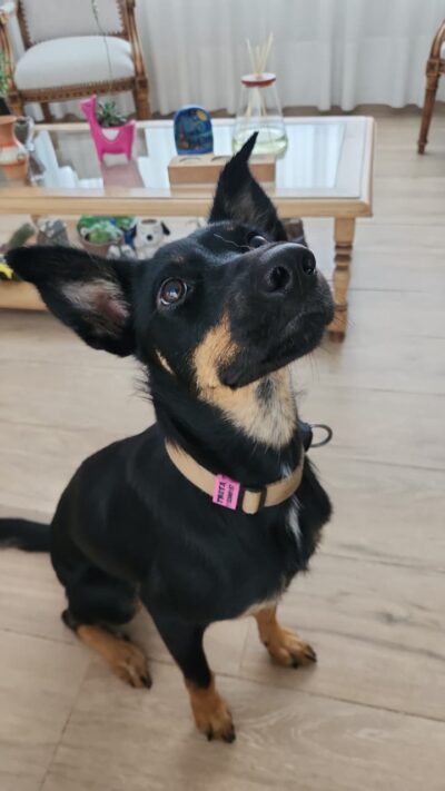 Identificación Tipo Pasador para Correas de 2,5 de ancho hasta 3 lineas de datos